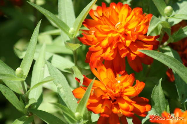 [FPC_OrangeZinnia_Aug18[6].jpg]