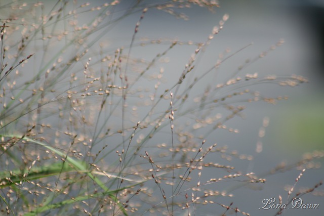 [FPC_Grass_Aug18[6].jpg]