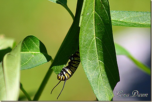Monarch_Caterpillar_Aug19