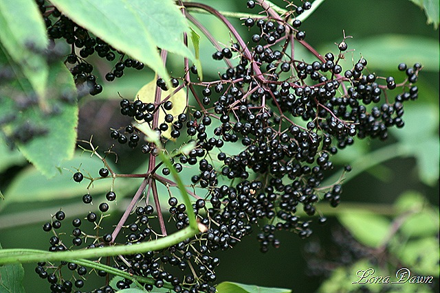 [Elderberries_Aug23[7].jpg]