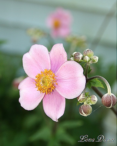 [Anemone_QueenCharlotte2_Aug9[7].jpg]