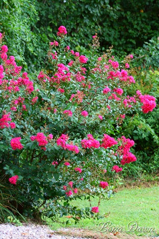 [CrapeMyrtle_Aug23[12].jpg]