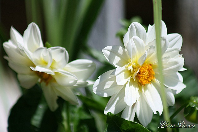 [Dahlia_Figaro_Aug19[7].jpg]