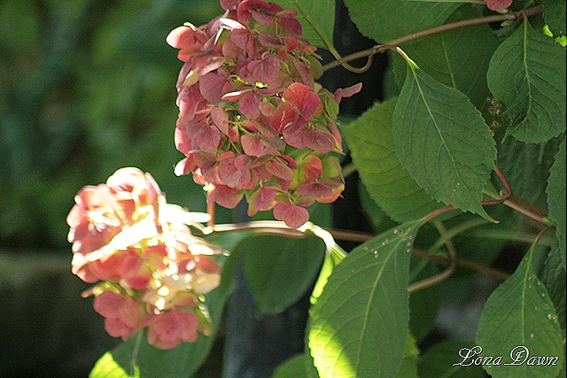[Hydrangea_Fallblooms[7].jpg]
