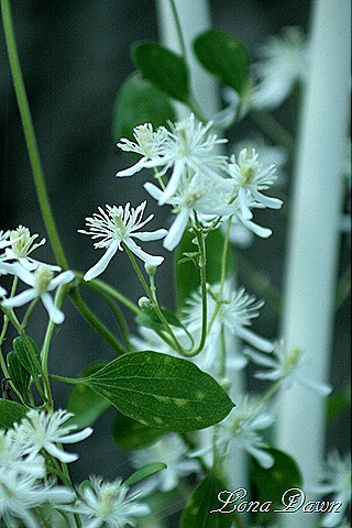 [Clematis_SweetAutumn_1[7].jpg]
