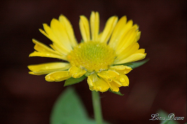 [GaillardiaMesa_Wet[10].jpg]