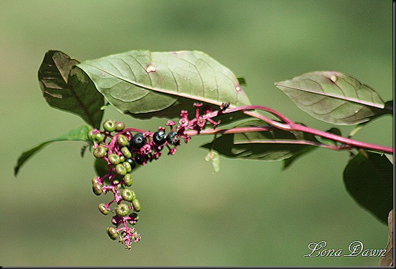 RNP_Pokeberries