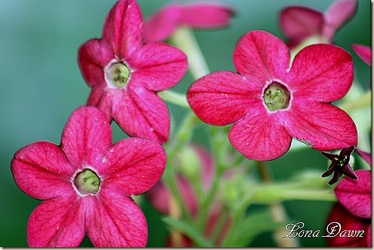 RedNicotiana