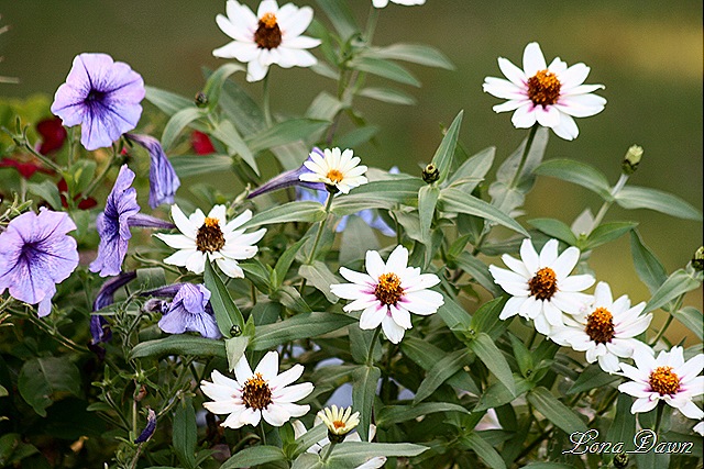 [Tub_Zinnias_Sept3[7].jpg]