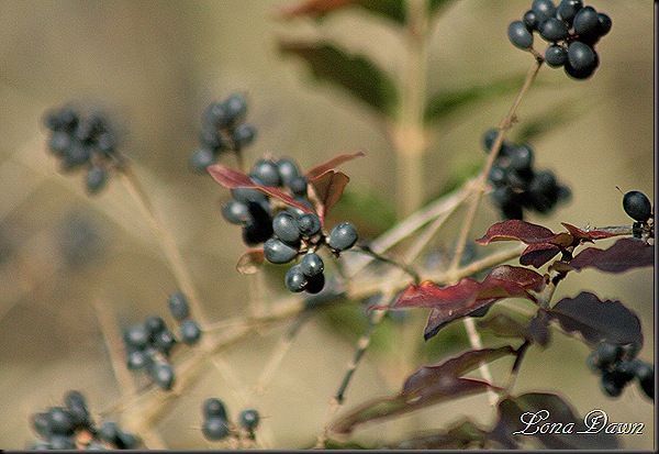 Fall2_BBerries