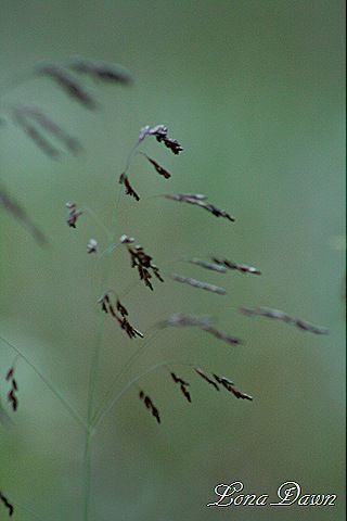 [Grasses[7].jpg]