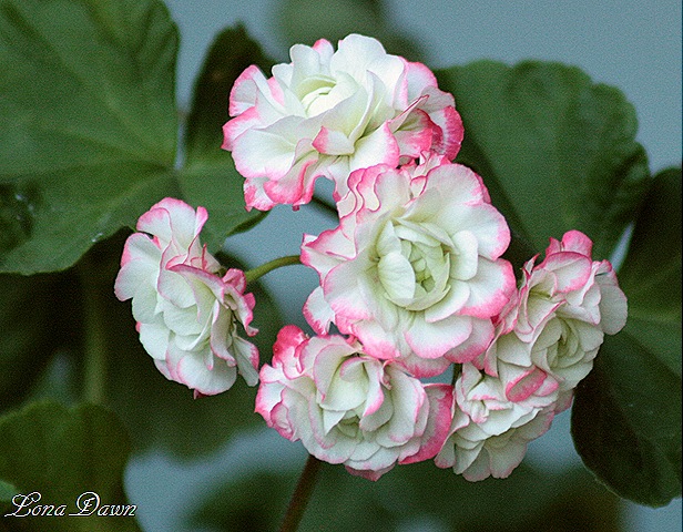 [Rosebug_Appleblossom2_Geranium[11].jpg]
