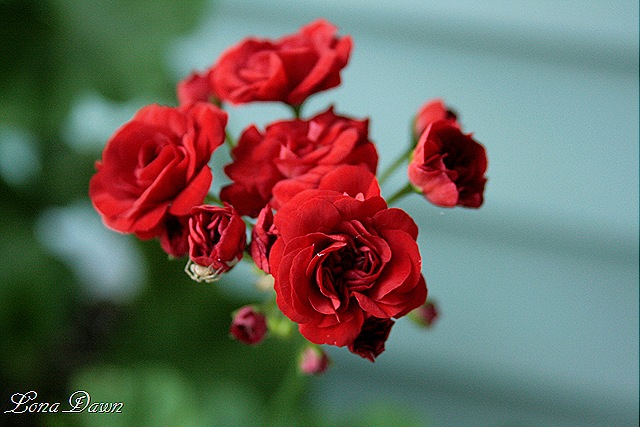 [Geranium_RedRosebud[8].jpg]
