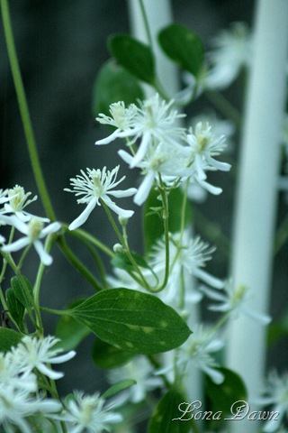 [Clematis_SweetAutumn_1[8].jpg]