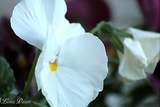 [Pansy_Whites2[8].jpg]