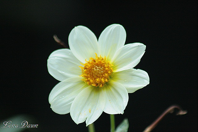 [Dahlia_V_1[10].jpg]