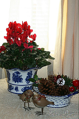 [Cyclamen_Red[11].jpg]