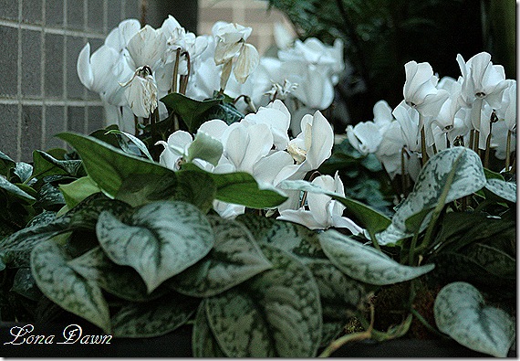 Cyclamen2_White_Dec2