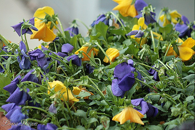 [Violas_Dec2[8].jpg]