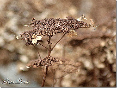 Hydrangea_Dec2