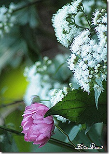 AnemoneSnakeroot_Bouquet