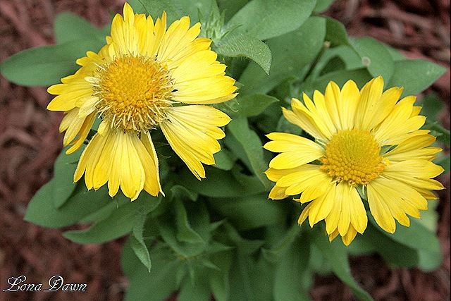 [Coreopsis_MesaYellow_July17[8].jpg]