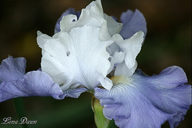 [OutoftheBlue_Iris2[9].jpg]