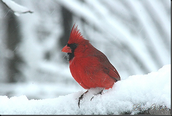 CardinalM