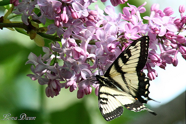[Lilac3_Swallowtail[10].jpg]