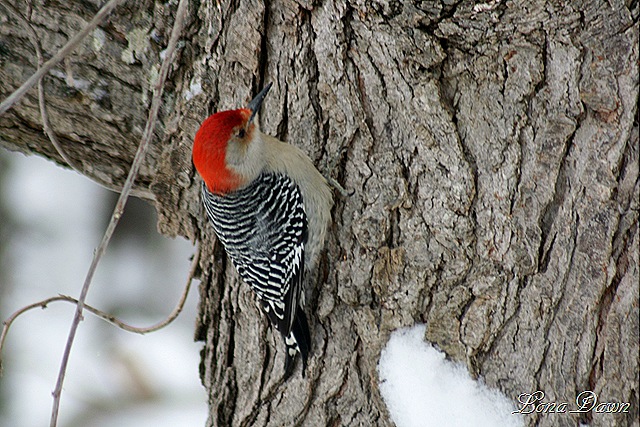 [RBWPecker_Feb[8].jpg]