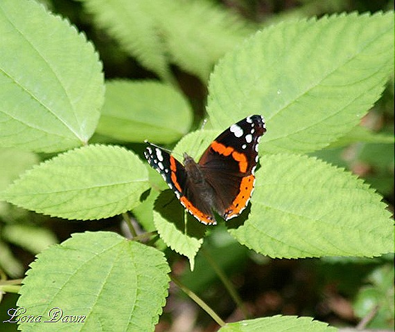 [Red_Admiral_butterfly2_SM[8].jpg]