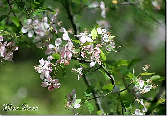 OMC_Crabapple_SM