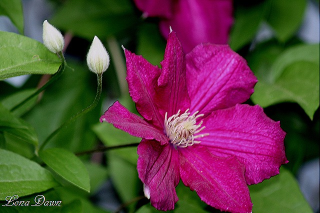 [Clematis_CrimsonStar[9].jpg]