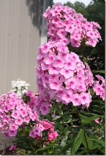 Phlox_BrightEyes_July23