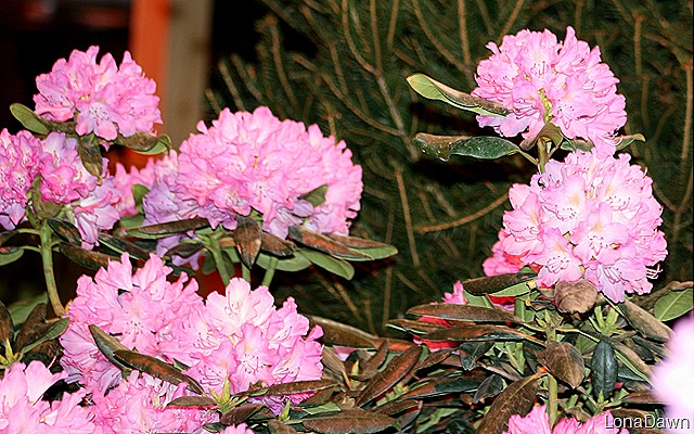[CGS_PinkRhoddy5.jpg]