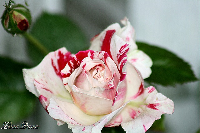 [Rose_Senimental2[9].jpg]