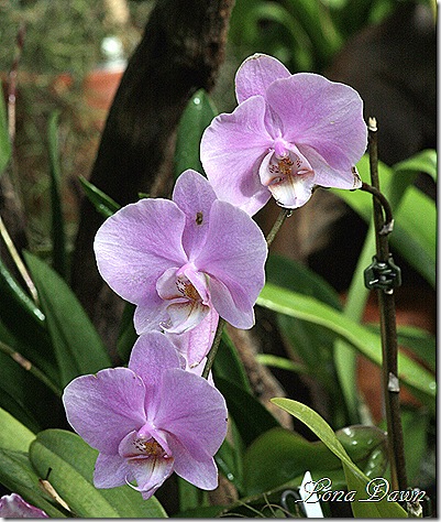 FPC_Orchids