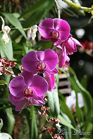 [FPC_Orchids2[12].jpg]