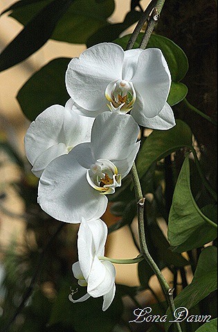 [FPC_White_Orchids[8].jpg]