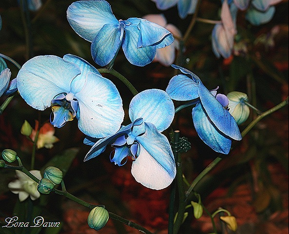 [HGS_Orchid_PhalaenopsisBlue510.jpg]