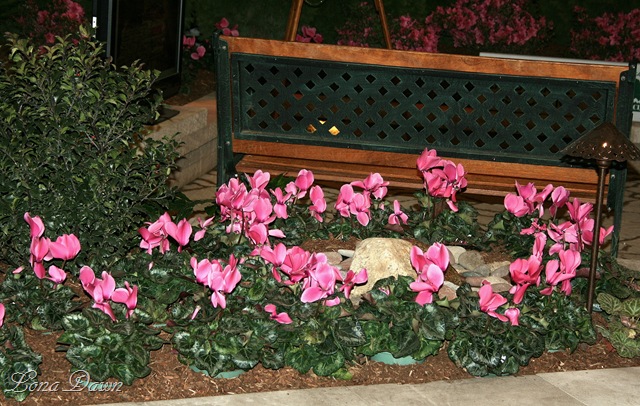 [HGS_Cyclamen_Bed2[19].jpg]