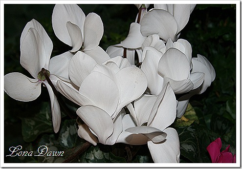 HGS_Cyclamen3