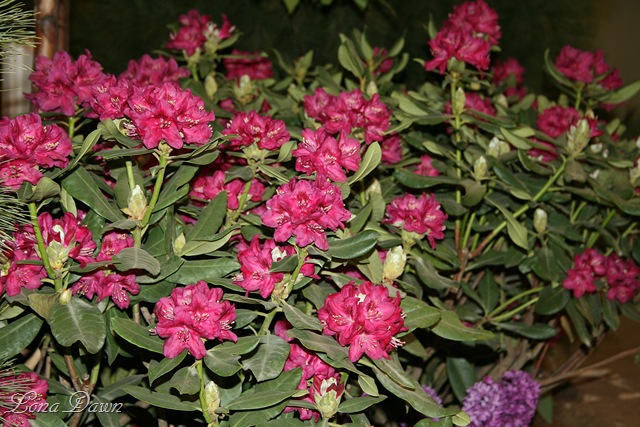[HGS_Rhoddy_Red[12].jpg]