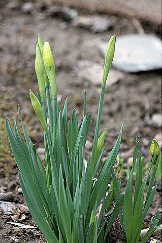 [Daffodil_Buds_2011[4].jpg]