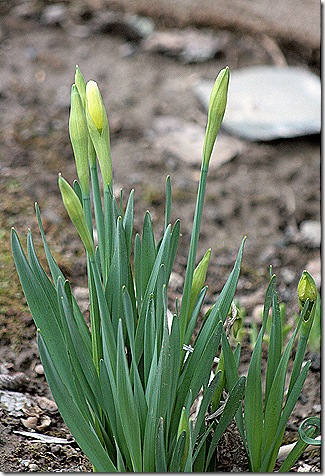 Daffodil_Buds_2011
