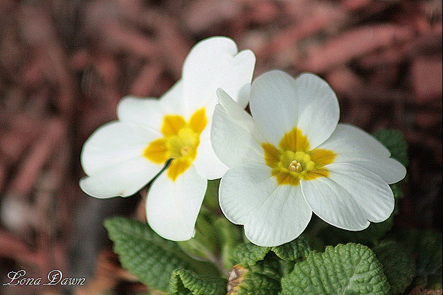 [Primrose_White[8].jpg]