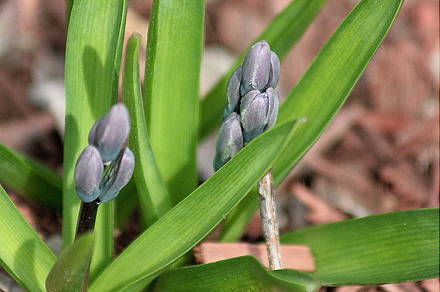 [Hyacinths_2011[4].jpg]