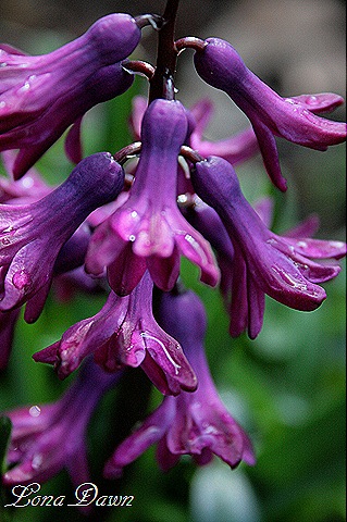 [Hyacinth_Purple[9].jpg]
