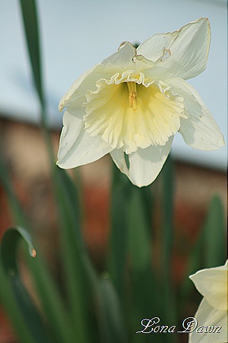 [Daffodil_White[9].jpg]