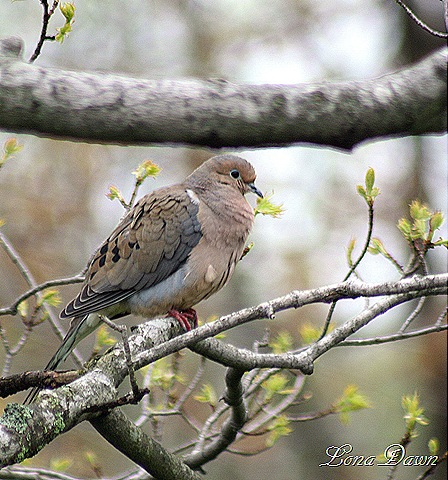 [MourningDove7.jpg]